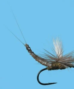 Solitude Parachute Ext Body Bwo (Pd070ex) 6-Pack