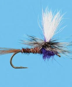 Solitude Parachute Purple Rooster (Pd441) 6-Pack